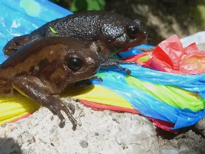 weird frogs