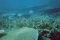 coralreef