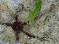 brittle star