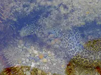 baby eel