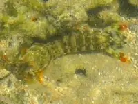 baby lobster