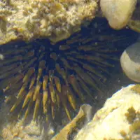 sea urchin