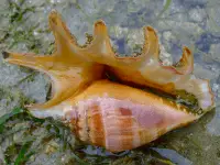 spider conch