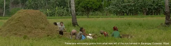 gleaning