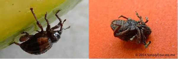 Mango Pulp Weevil: A Pest Control Problem in Palawan Island 1 weevil