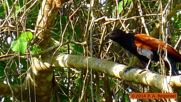 Palawan Greater Coucal: Three Roles in the Forest Ecosystem 1 greater coucal
