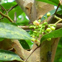 BioBlitz of a Disturbed Mangrove Ecosystem 2 Xylocarpus flower