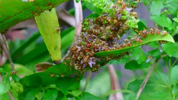 bees swarm