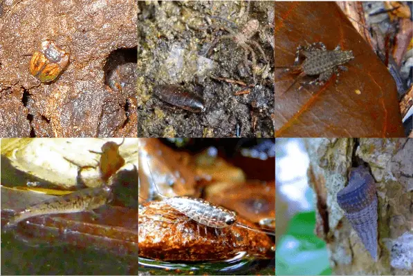 BioBlitz of a Disturbed Mangrove Ecosystem 3 marine macroorganisms