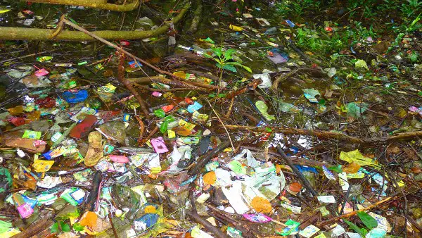 BioBlitz of a Disturbed Mangrove Ecosystem 1 floating waste