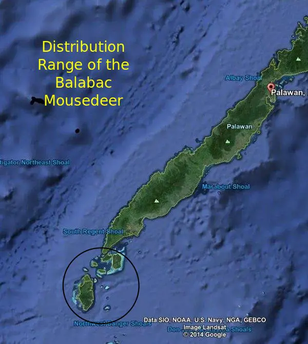 Balabac Mousedeer: Is it a Mouse or a Deer? 2 mouse deer distribution