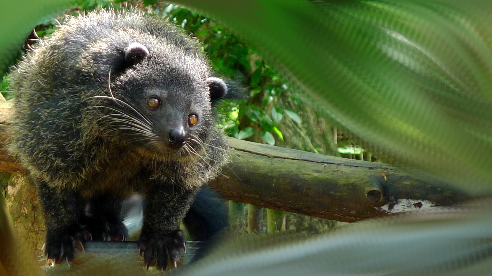 binturong