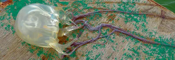 jellyfish with tentacles