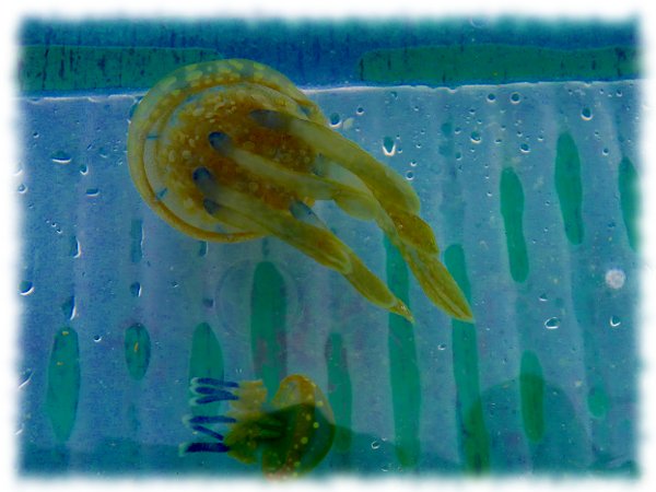 jelly fishes