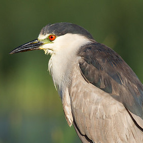 Intangible Things as Institutions Towards Attaining Environmental Sustainability 1 Night Heron