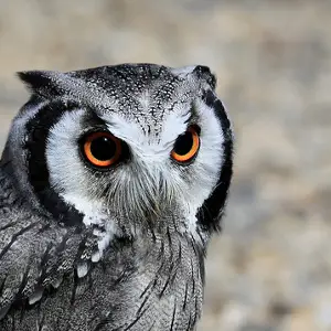 Intangible Things as Institutions Towards Attaining Environmental Sustainability 1 scops owl