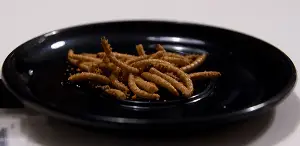 Eating Insects as Food: A Practical Solution to World Hunger 2 worm as food