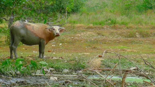 Relieve Stress: Writing is a Cathartic Hobby 2 albino carabao
