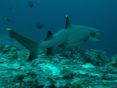 SCUBA Diving in Tubbataha Reef for the First Time 2 reef shark