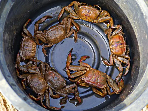 crabs