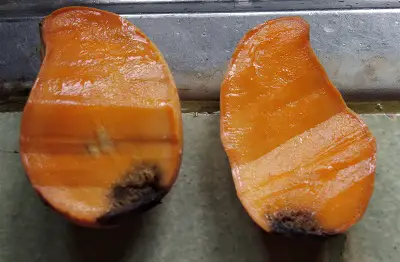Natural Remedy to Mango Pulp Weevil Infestation: Evolution at Work? 1 mango rot