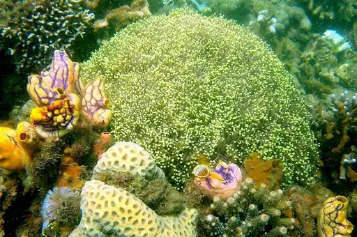 Amazing Wildlife of Palawan: The Philippines' Last Frontier 1 Amazing Wildlife of Palawan: The Philippines' Last Frontier 1