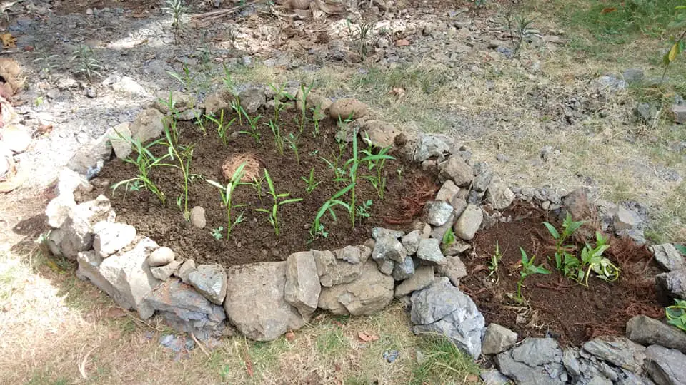 lithic mulching