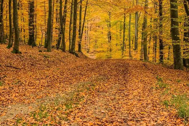 deciduous trees