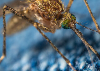 Why C14H9Cl5 Spraying Can Impact Crop Production: Death of Pollinators 1 C14H9Cl5 spraying