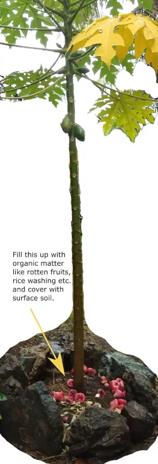 innovativegardeningidea