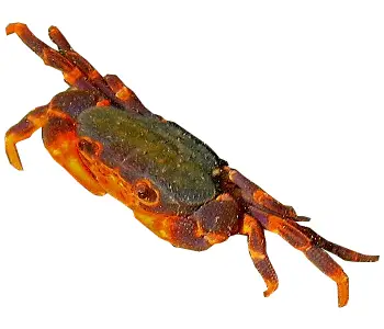 Insulamon sp., a freshwater crab endemic in Palawan.