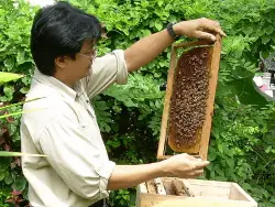 beekeeping and externalities
