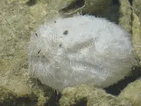 baby sea urchin