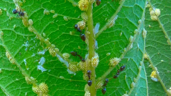 aphids and ants
