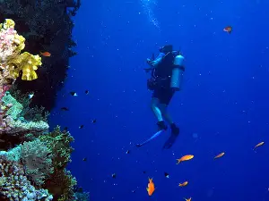coral wall diving