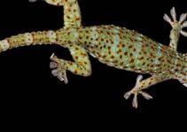 What Do Geckos Eat? 5 Pesky Pests We Hate