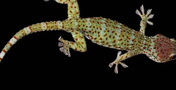 What Do Geckos Eat? 5 Pesky Pests We Hate
