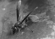 Black Wasp: 4 Amazing Facts