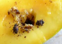 Mango Pulp Weevil: A Pest Control Problem in Palawan Island