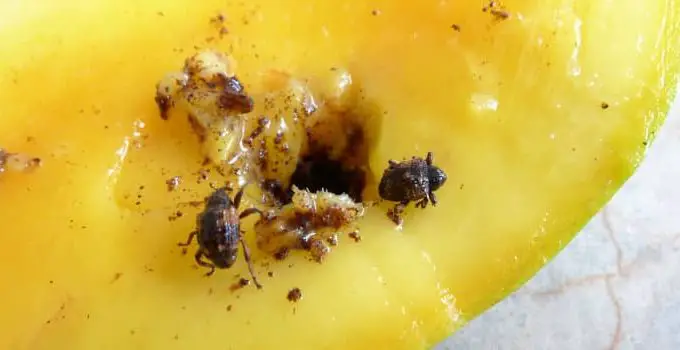 Mango Pulp Weevil: A Pest Control Problem in Palawan Island