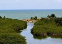 Ecosystem Services of Mangroves: 5 Essential Benefits