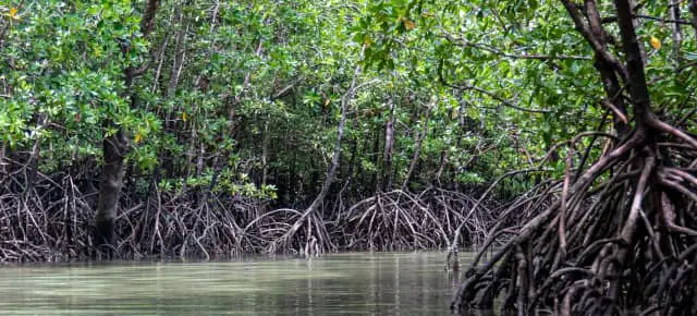 ecosystem services of mangroves