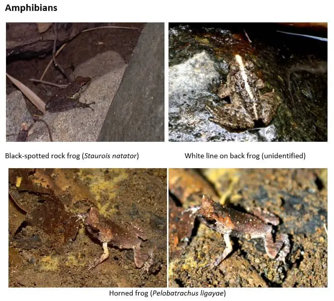 amphibians_riparian