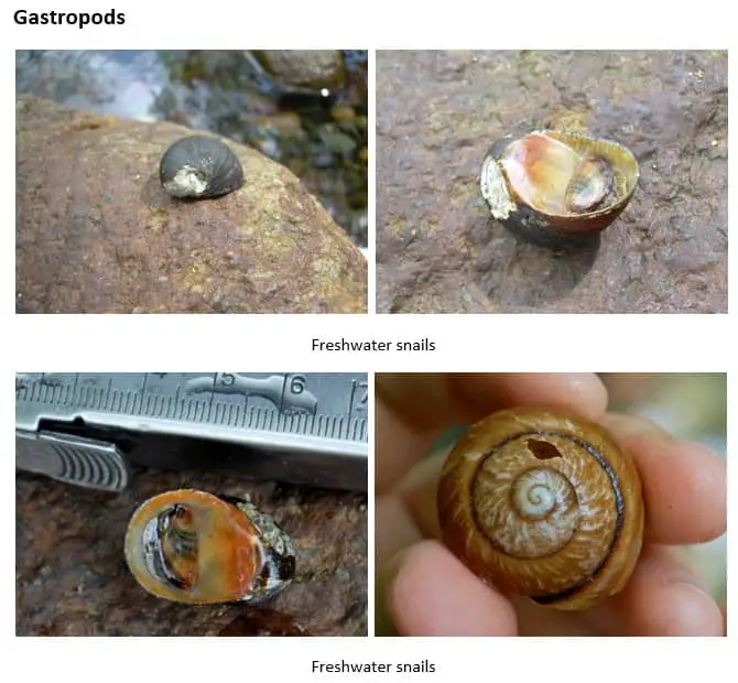 freshwater gastropods
