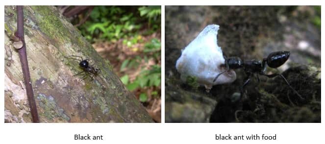 ant black