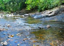 A Quick Inventory of the Aquatic and Riparian Ecosystem Fauna in Balsahan River, Iwahig, Puerto Princesa City