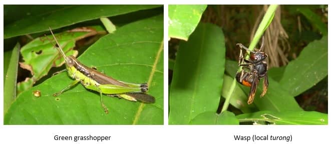 a grasshopper and a wasp
