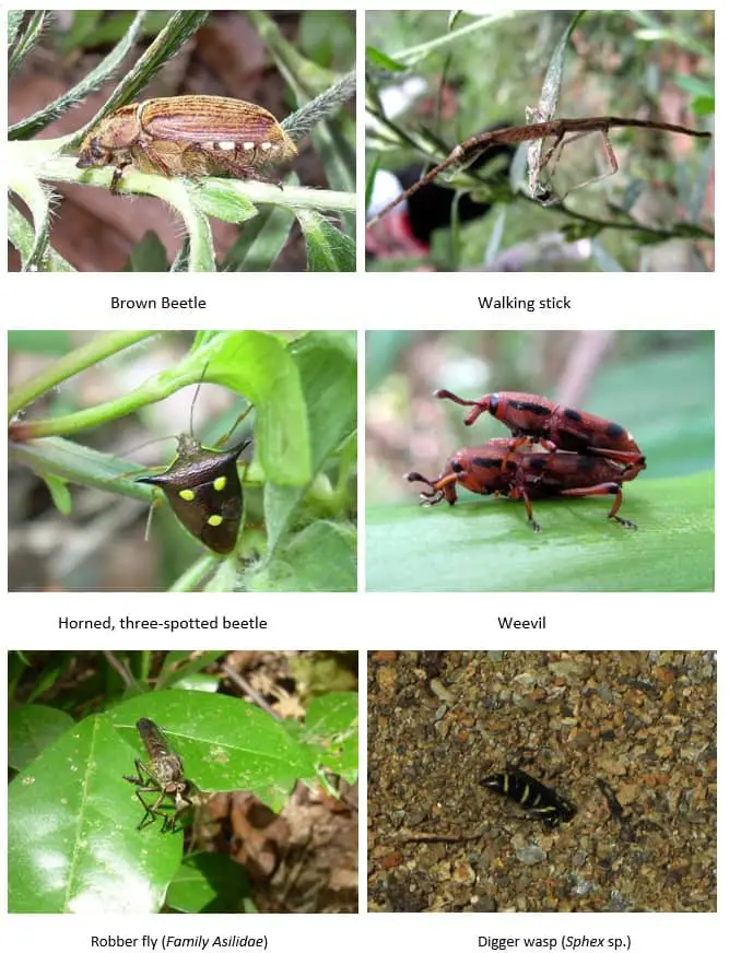 bugs in the riparian zone
