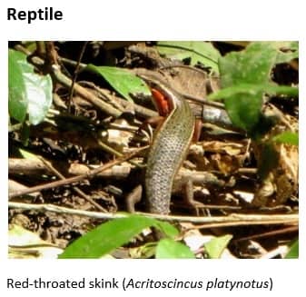 red-thorated skink