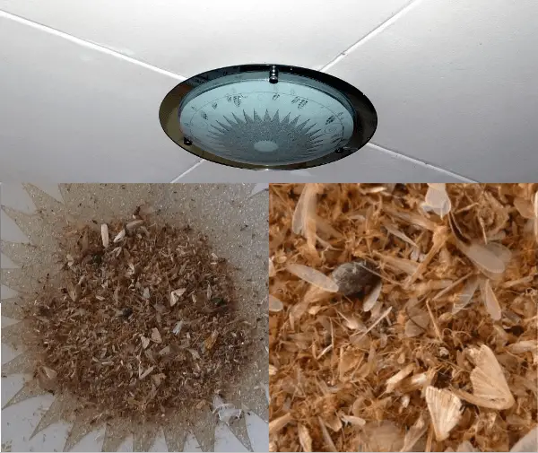 Top 8 Tiny Flying Bugs In House Attracted To Light 2022   Ceilinglamp 